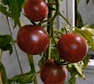 Beskrivning: C:\Users\Tommy\Documents\Min Webb\imitt\bilder\Tomater\BlackStripedtCherry-lite.jpg