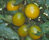 Beskrivning: C:\Users\Tommy\Documents\Min Webb\imitt\bilder\Tomater\Green-grape-lite.jpg